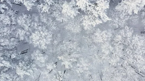 Top down shot of beautiful forest trees deeply covered in snow. Cloudy, frosty Stock Footage 144801511