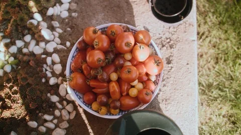 Top down shot of bowl full of tomatoes Stock Footage 102583448