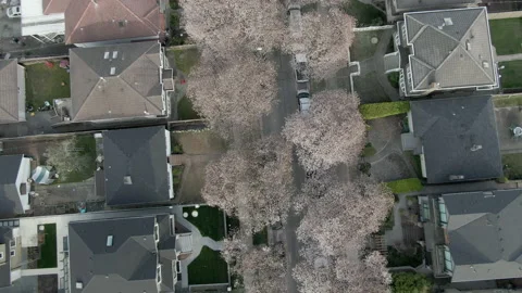 Top down shot of cherry trees along city street Stock Footage 135959355
