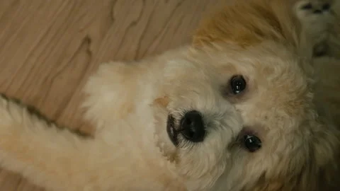 Top down shot of a cute Maltipoo dog lying on the floor Vídeo Stock 288274630