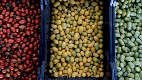 Top down shot of different types of tomatoes Stock Footage 288336361