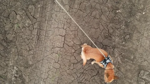 Top Down Shot of Dog Barking at Drone Vidéo 289670061