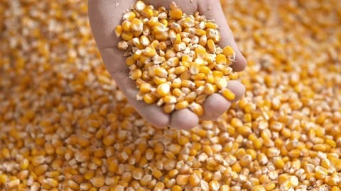 Top down shot dry corn seeds in farmer hands pouring into plantation farm Cor Stock Footage 270463248
