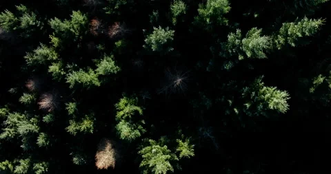 Top down shot of an evergreen forest Stock Footage 327539578