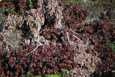 Top Down Shot of Fallen Dried Brown Leaves and Broken Branches Resting on O.. Stock Photos