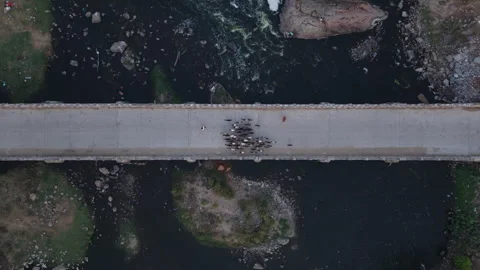 Top down shot of a farmer herding his goats over a bridge in rural India Stock Footage 305258876