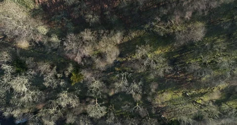 Top down shot of forest Stock Footage 307665143