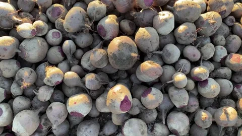 Top-down shot of fresh beet pile Stock Footage 317847286