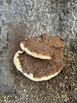 Top down shot of ganoderma applanatum fungus growing on tree Foto stock
