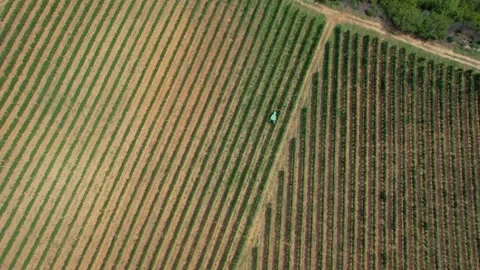 Top down shot of grape fruit fields filmed before harvest in autumn. Tractor on Stock-Footage 221720233