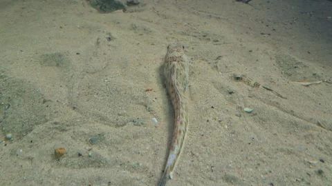 Top-down shot of a greater weaver fish camouflaged against the sandy seabed Vídeos de archivo 335046029