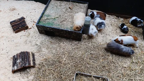 Top down shot of guinea pigs of different color in terrarium Stock Footage 112753079