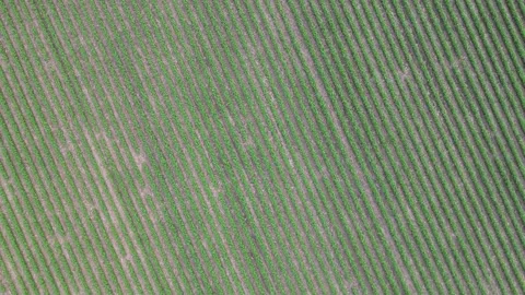 Top down shot of Illinois soy field following the rows then rotating clockwise Stock Footage 247340151