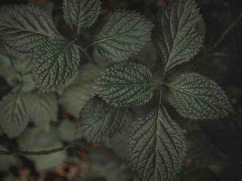 Top down shot of Leaves with pattern. Stock Photos