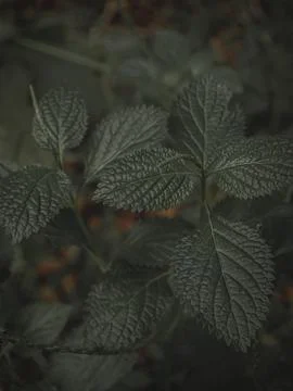 Top down shot of Leaves with pattern. Stock Photos