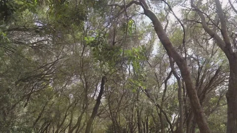 Top down shot from old trees in Athens historical center Video stock 145944604