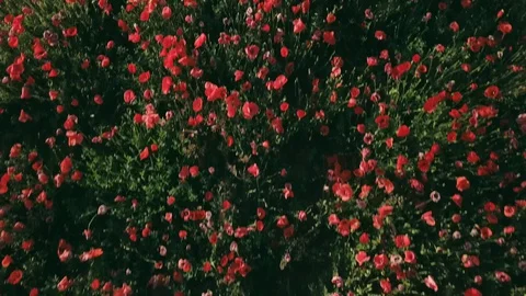 Top-down shot over a field full of poppies gradually moving away from the ground Stock Footage 128555684