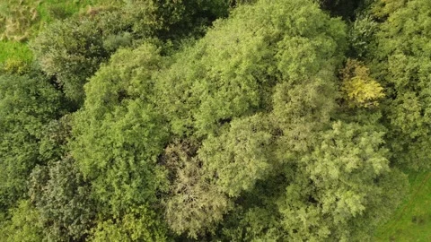 Top down shot over trees in warm light Stock Footage 224690836