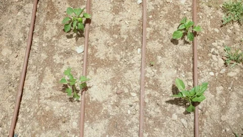 Top down shot over young vegetable seedlings growing in rows in desert area Stock Footage 284456827