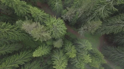 A top-down shot of a patch of trees Stock-Footage 65315355