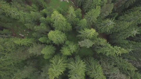 A top-down shot of a patch of trees Stock-Footage 65317048