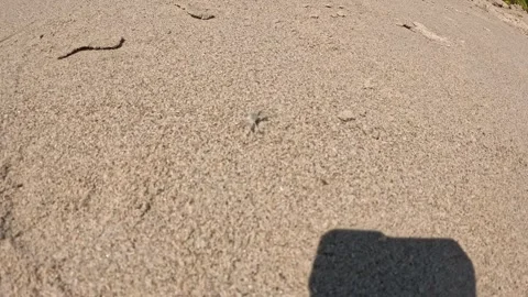Top-down shot revealing a small worm on pristine beach sand Stock Footage 320423857