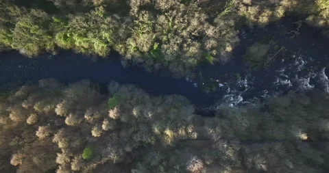 Top down shot of a river in the forest Video stock 237910493