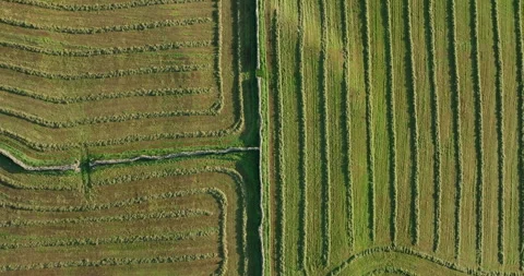 Top down shot of rows of cut hay Stock Footage 314041019