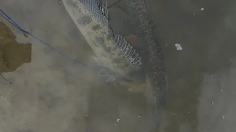 A top-down shot shows two freshly caught predatory fish Video stock 344775938