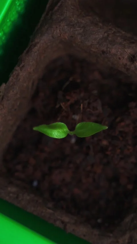 Top down shot of single young plant vertical social media format Stock Footage 238684279