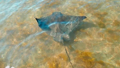 Top Down Shot of Stingray Video stock 253910181