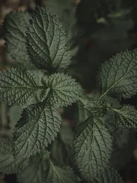 Top down shot of Textured Leaf Plants. Stock Photos