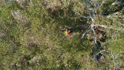 Top down shot through a tree canopy of an arborist working in a tree Stock Footage 140309826