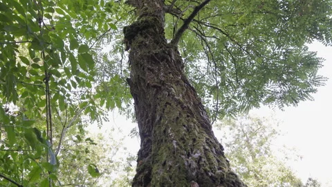 Top down shot of a tree in the forest Stock Footage 248145958