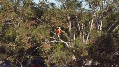 Top down shot of tree lopper or arborist climbing out on a limb or branch Stock Footage 140313054