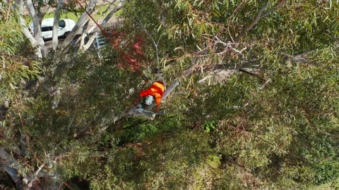 Top down shot of tree lopper or arborist attached to ropes out on a branch Stock Footage 140318977