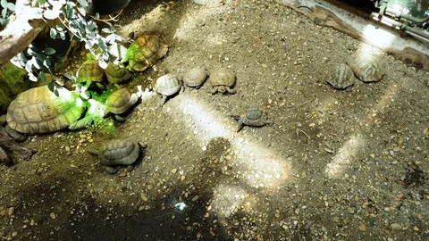 Top down shot of turtles of different size crawling slowly in terrarium Stock Footage 112753000