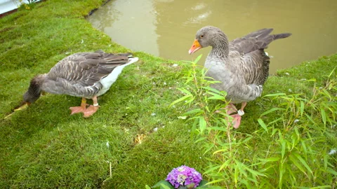 Top down shot of two gray geese with orange beaks standing on grassy ground near Vídeos de archivo 318619898