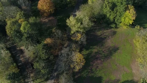 Top Down Shot of Wide Green Forest on a Sunny Day  Stock Footage 132864413