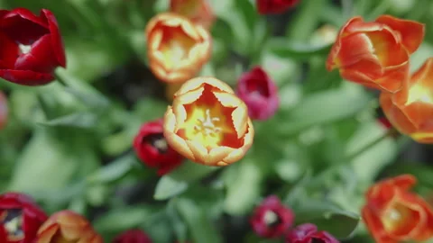 Top-down shot zooming in on orange and red tulips blooming in the garden Stock Footage 338217722