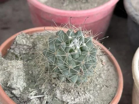Top down shows small cactus in a terracotta pot with many white spikes Foto stock