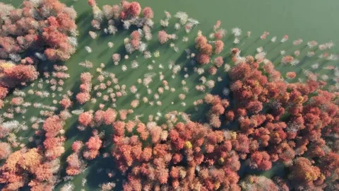 Top Down Side Moving Drone Over Autumn Dawn Redwood Wetland China Video stock 330456844