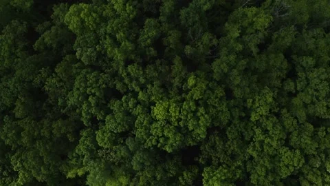 Top down sideways drone shot of dense forest 動画素材 280271572