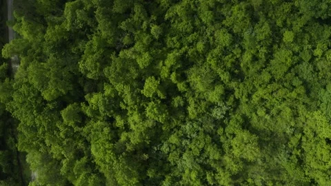 Top down sideways drone shot of dense forest with road and sun Stock Footage 280271577