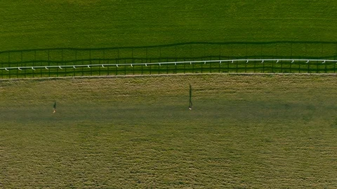 Top down silhouette of a Dog Walker shadow walking his dog from above on grass Stock Footage 125532923