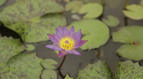 Top Down Single Flower Pond Stock Footage 42797881