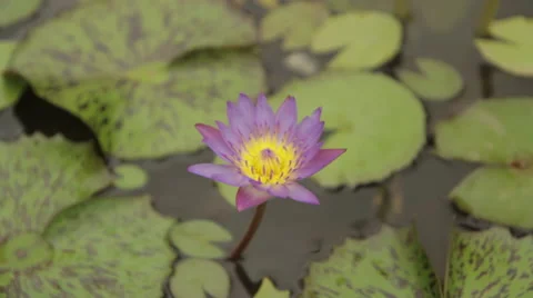 Top Down Single Flower Pond Stock Footage 42798166