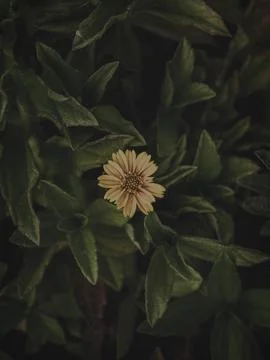Top down of a Single Yellow Flower. Stock Photos
