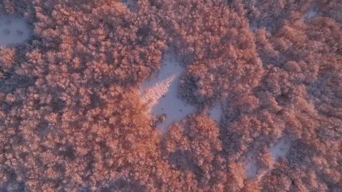 Top Down Snowy Forest Canopy Sunset Stock Footage 336277206