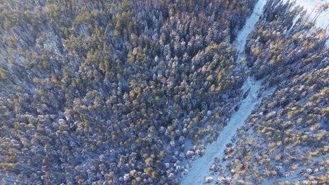 Top Down Snowy Forest With Narrow Road Vidéo 331290491
